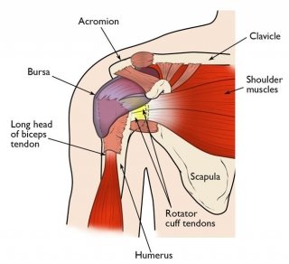 Image of Shoulder anatomy Kevin Collins, MD Sports Medicine - Orthopedic Surgeon
