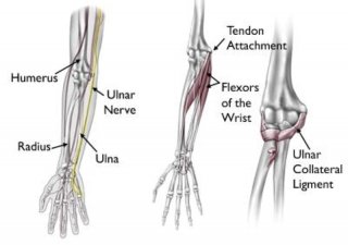 bones and ligaments of the elbow
