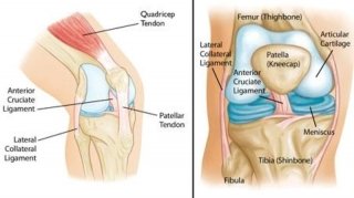image of normal anatomy of the knee